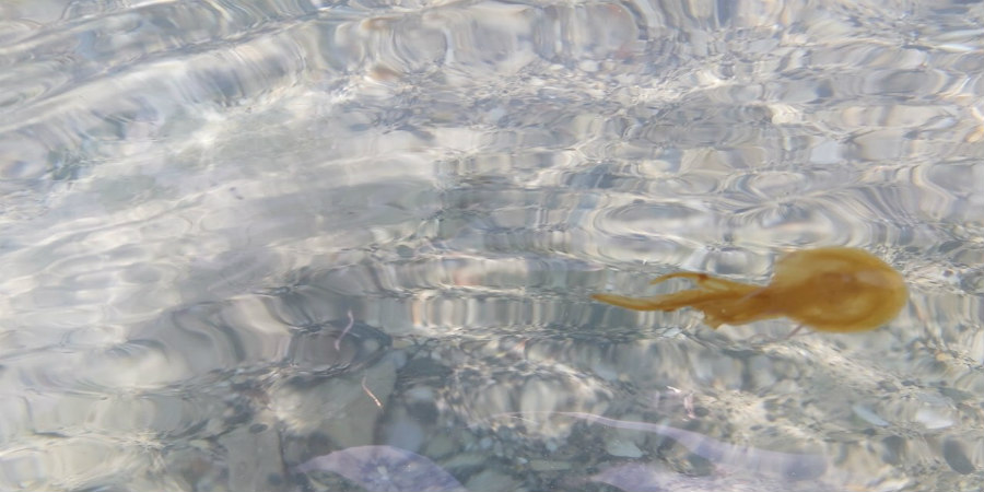 ΚΥΠΡΟΣ: Προσοχή συστήνει το Τμ. Αλιείας- Αυξημένος πληθυσμός μεδουσών στις ακτές- ΦΩΤΟΓΡΑΦΙΕΣ 