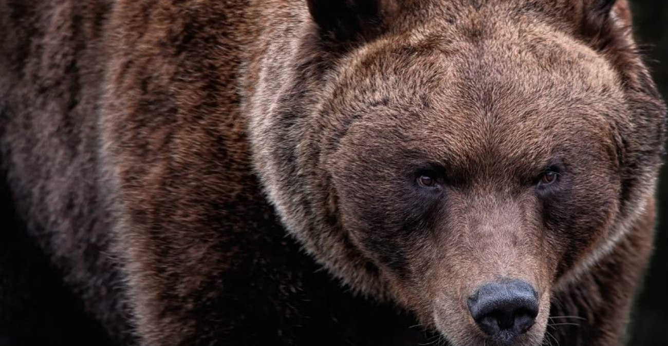 Ελλάδα: Αρκούδα προκάλεσε πανικό - Έκοβε βόλτες στο κέντρο του Άργους Ορεστικού - Δείτε βίντεο