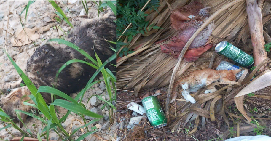 Φρίκη στην Λάρνακα: Δολοφόνησαν γάτους σε κοιμητήριο - Δείτε σοκαριστικές φωτογραφίες