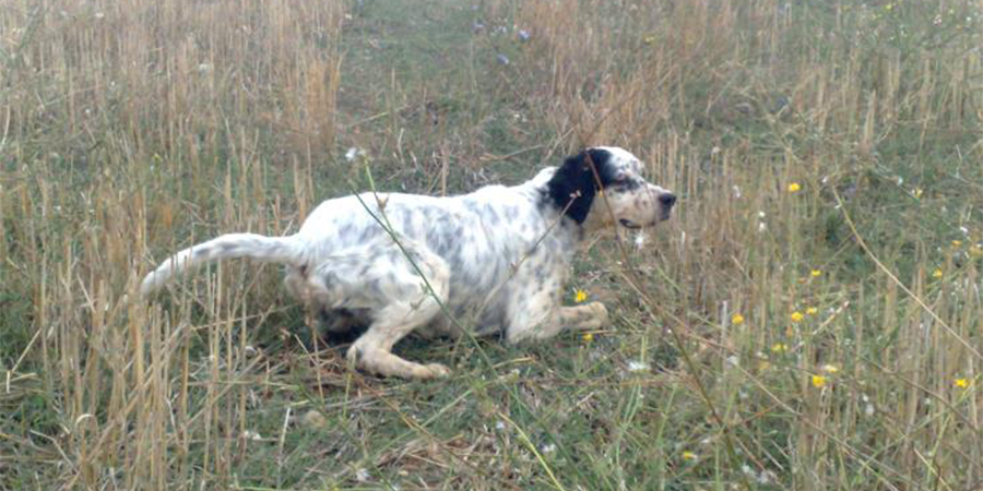 Κίνημα Κυνηγών: Καταγγέλλει εξ επαφής πυροβολισμό σκύλου - 'Δεν πρόκειται να περπατήσει ξανά κανονικά' 