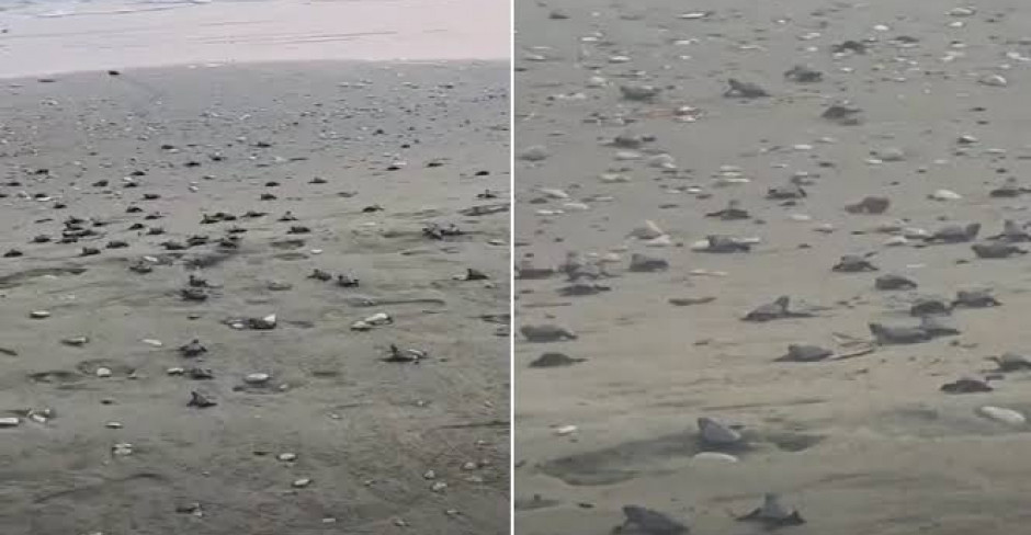 Video: Μαγευτικό θέαμα σε παραλία της Κύπρου - Έκαναν την εμφάνισή τους μικρές χελωνίτσες