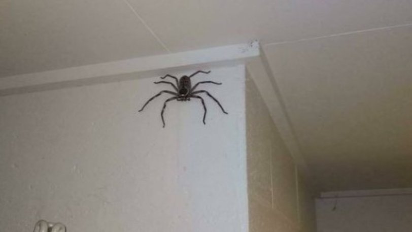 Άνδρας ζούσε μαζί με μια τεράστια αράχνη στο σπίτι του για ένα χρόνο: «Την έβλεπα να μεγαλώνει» (pic)