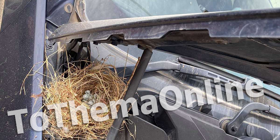 ΑΠΙΣΤΕΥΤΟ: Έκαναν φωλιά με αυγά σε αυτοκίνητο που καθηλώθηκε λόγω καραντίνας -ΦΩΤΟΓΡΑΦΙΕΣ