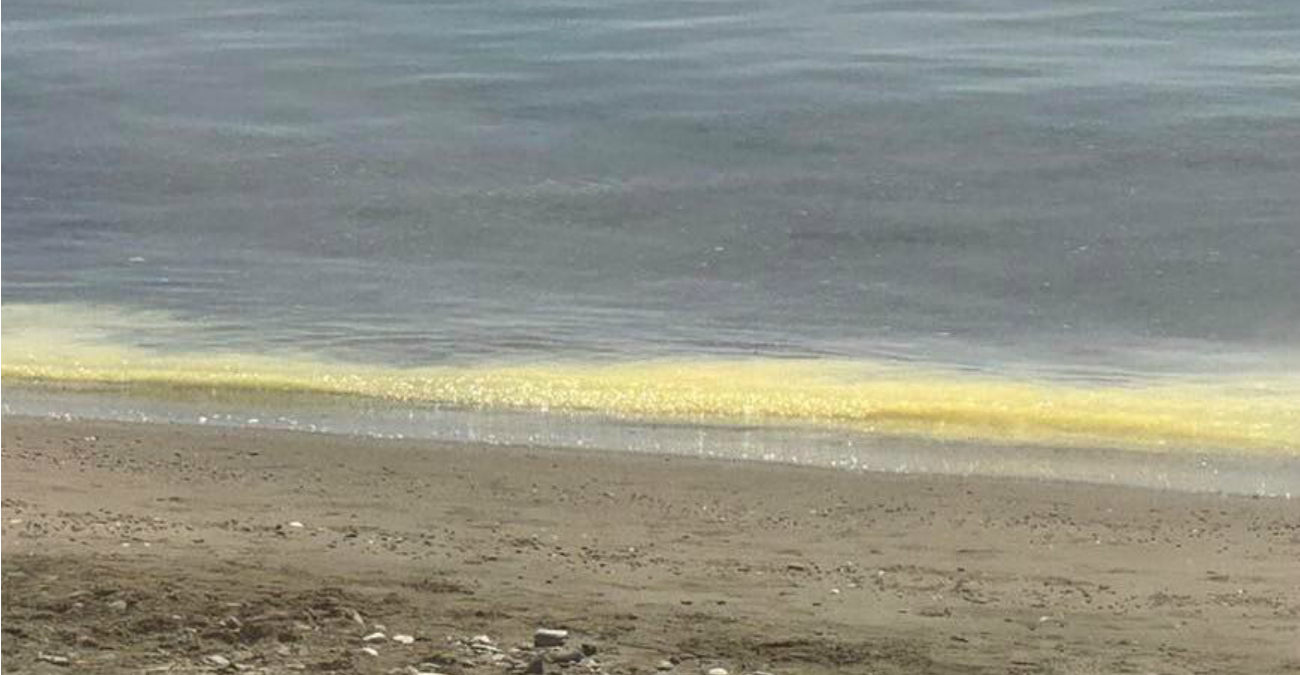 Τι είναι οι κιτρινωπές ουσίες στις ακτές της Λεμεσού – Όσα αναφέρει το Τμήμα Αλιείας και Θαλάσσιων Ερευνών – Φωτογραφία
