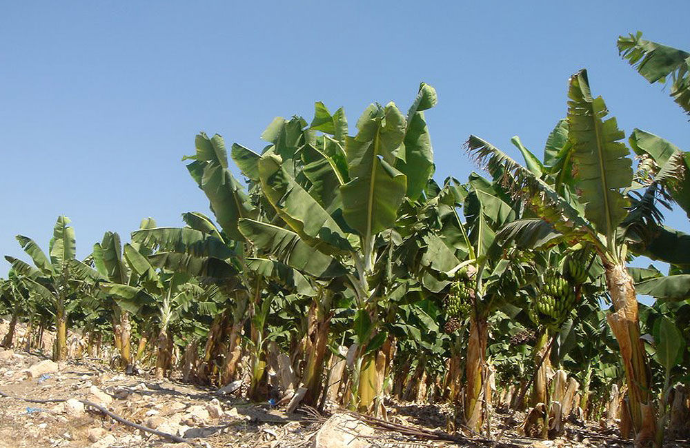 Έρχεται το τέλος της μπανάνας στην Πάφο; Αγωνιούν οι αγρότες