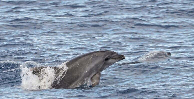 Αγέλη δελφινιών στη θαλάσσια περιοχή Λεμεσού