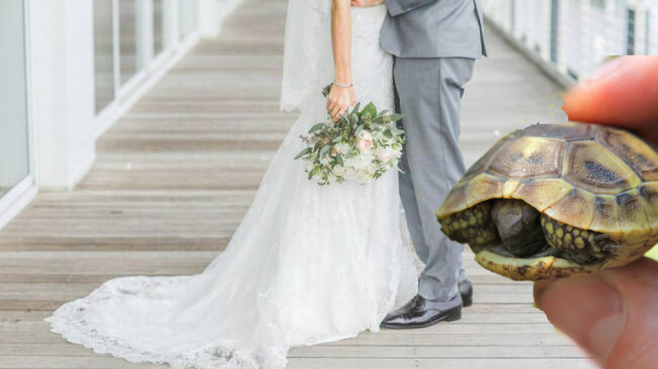 Καλεσμένοι σε γάμο πήραν χελώνες για μπομπονιέρες – Καταγγελία από το Κόμμα για τα ζώα  