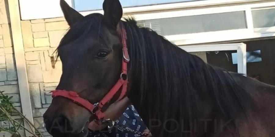 Έγινε κι αυτό: Άλογο εισέβαλε σε επιχείρηση στη Χαλκιδική - Έκανε θρύψαλα την τζαμαρία - Φωτογραφίες