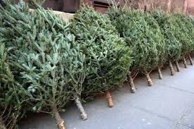 Θες χριστουγεννιάτικο δέντρο; Πότε ξεκινά η πώληση από το Τμήμα Δασών - Ποιο το πρόστιμο εάν δεν κατέχεις την σχετική άδεια