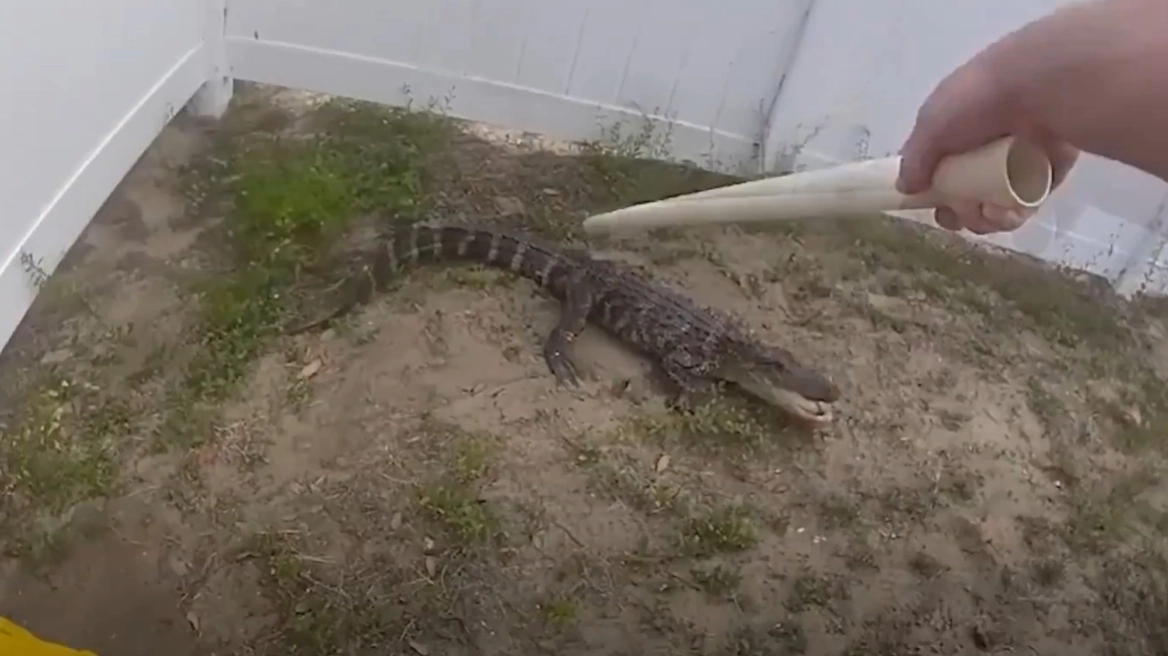 Αστυνομικός παλεύει με κροκόδειλο για να τον «συλλάβει» - Δείτε βίντεο