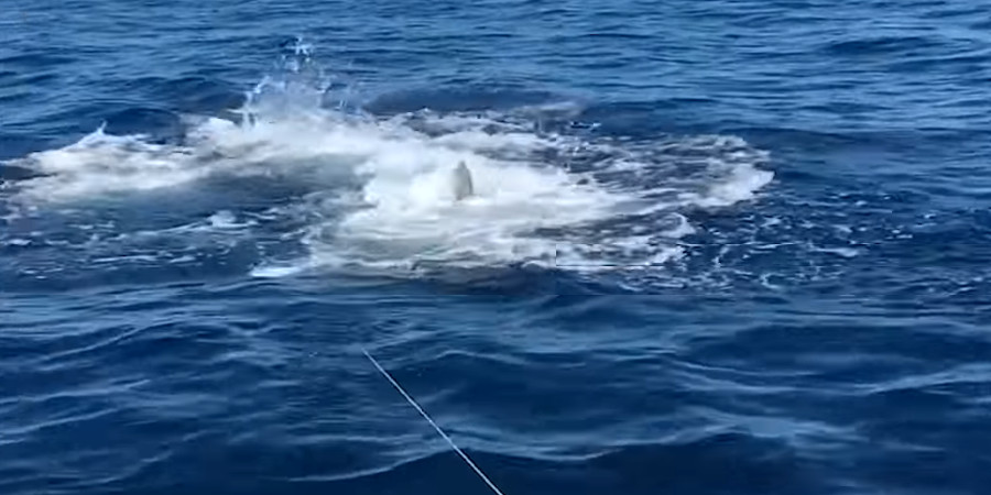 Δεν πίστευαν στα μάτια τους οι ψαράδες- Χρησιμοποίησαν καρχαρία για δόλωμα- VIDEO
