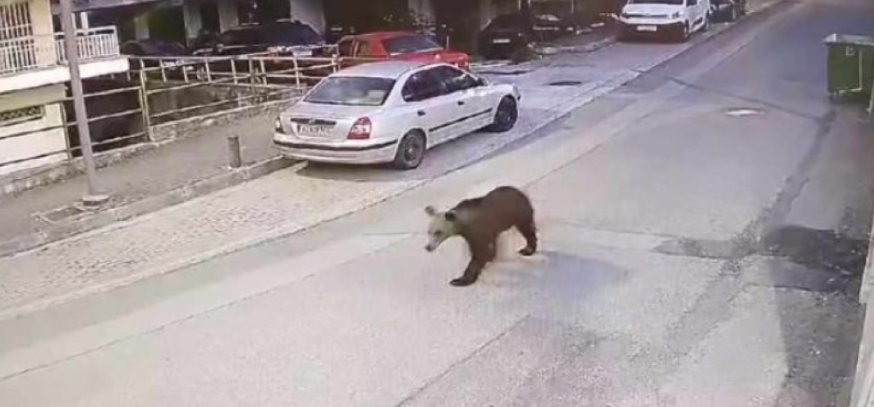 VIDEO -  Ελλάδα: Αρκούδα κάνει βόλτες στο κέντρο της πόλης των Γρεβενών