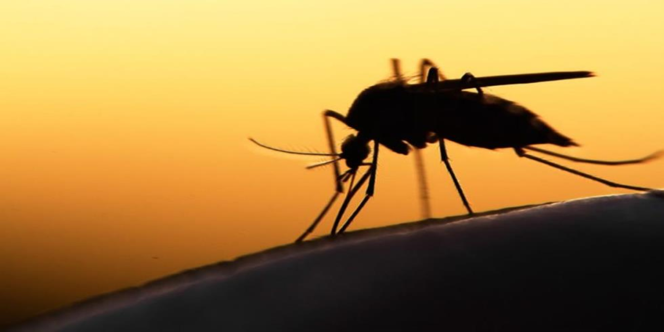 Ποιοι άνθρωποι είναι «μαγνήτες κουνουπιών»: Έρευνα ανατρέπει όσα γνωρίζαμε - Τα οκτώ στοιχεία που τα προσελκύουν
