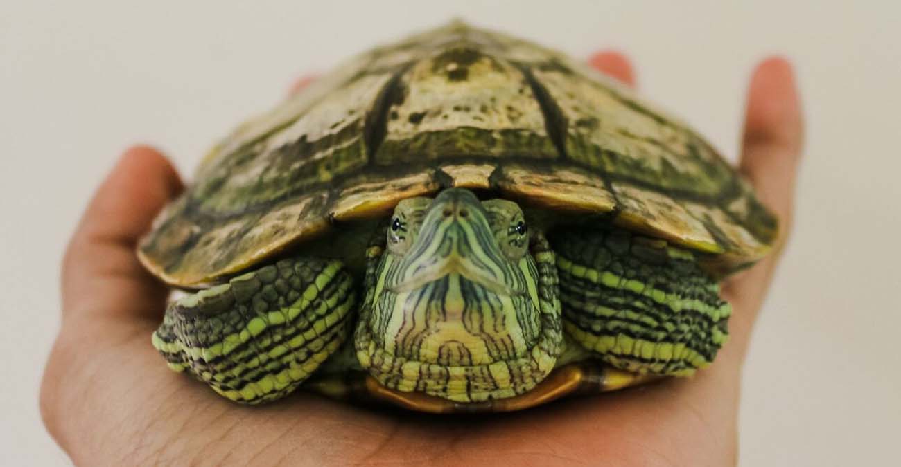 «Μη φιλάτε τις χελώνες»: Η ασυνήθιστη οδηγία του CDC μετά από επιδημία σαλμονέλας
