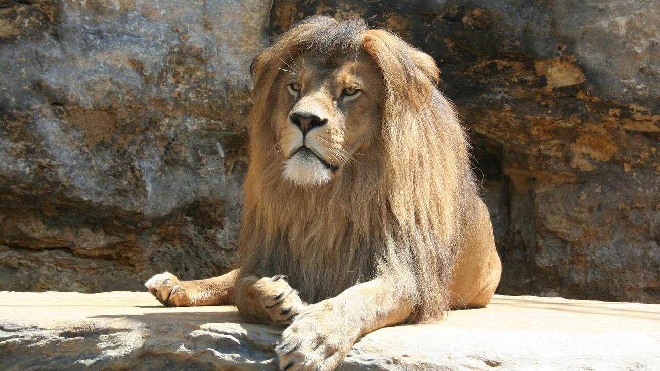 Ινδία: Μια λιονταρίνα πέθανε από Covid-19 σε ζωολογικό κήπο