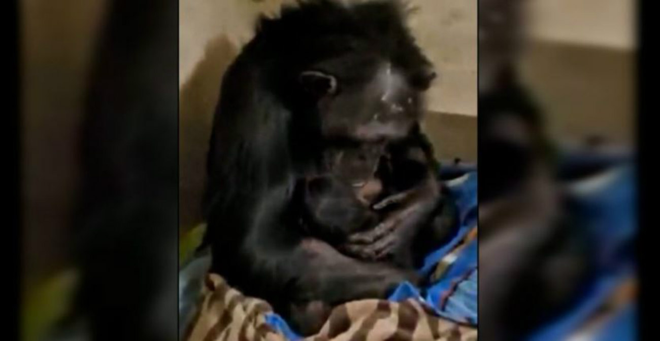 Μαμά – χιμπατζής: Συνάντα το νεογέννητό της μέρες μετά την καισαρική και συγκινεί με την αντίδρασή της - Δείτε βίντεο