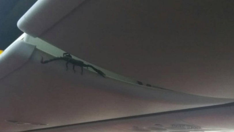 Απίστευτα πράγματα σε πτήση - Τεράστιος σκορπιός τρομοκράτησε επιβάτες - VIDEO
