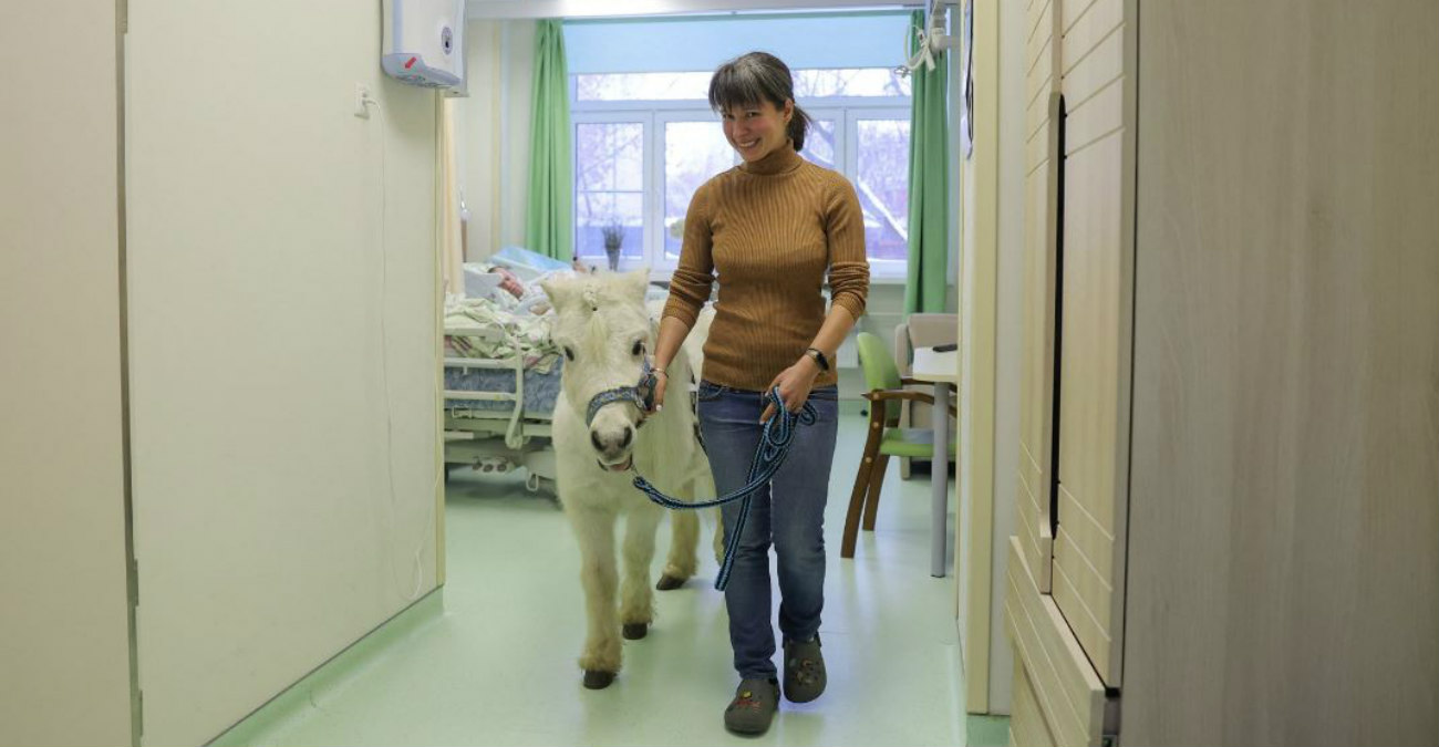 Ένα πανέμορφο πόνυ «εισέβαλε» σε θαλάμους ασθενών σε μονάδα υγείας στη Μόσχα