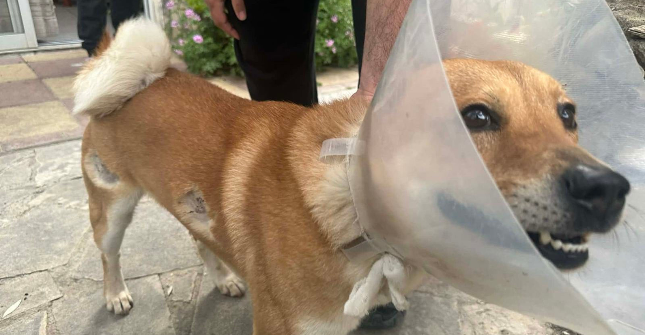 Εικόνες που σοκάρουν: Φωτογραφίες από πυροβολισμούς σκύλων στη Λευκωσία - Καταγγελίες για αδράνεια και τρόμο στην περιοχή