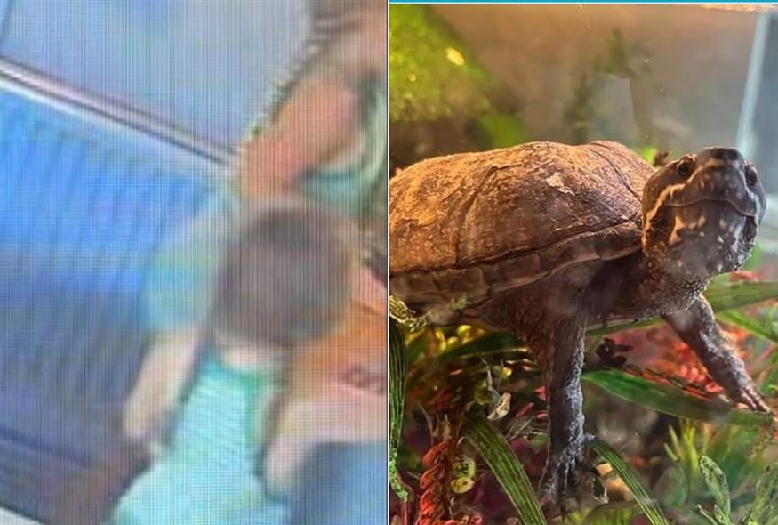 Δύο μικρά κορίτσια έκλεψαν τη... χελώνα μασκότ τοπικής παμπ - Τις «έκαψε» βίντεο του καταστήματος
