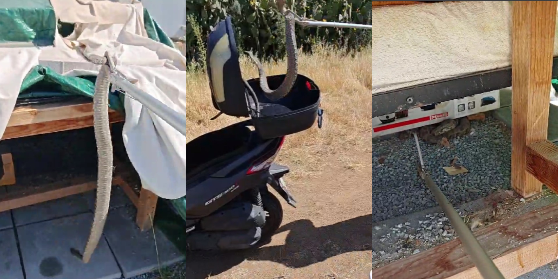 Συγκλονιστικό video: Η στιγμή που γνωστός Κύπριος γητευτής ερπετών πήγε για μια φίνα και εντόπισε... δύο