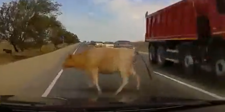Τροχαίο ατύχημα με μια αγελάδα – VIDEO