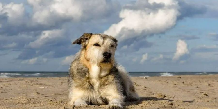 Κίνημα Ενωμένων Κυπρίων Κυνηγών: Ζητά απόσυρση του περί σκύλων νομοσχεδίου - Τι προτείνει να αλλάξει