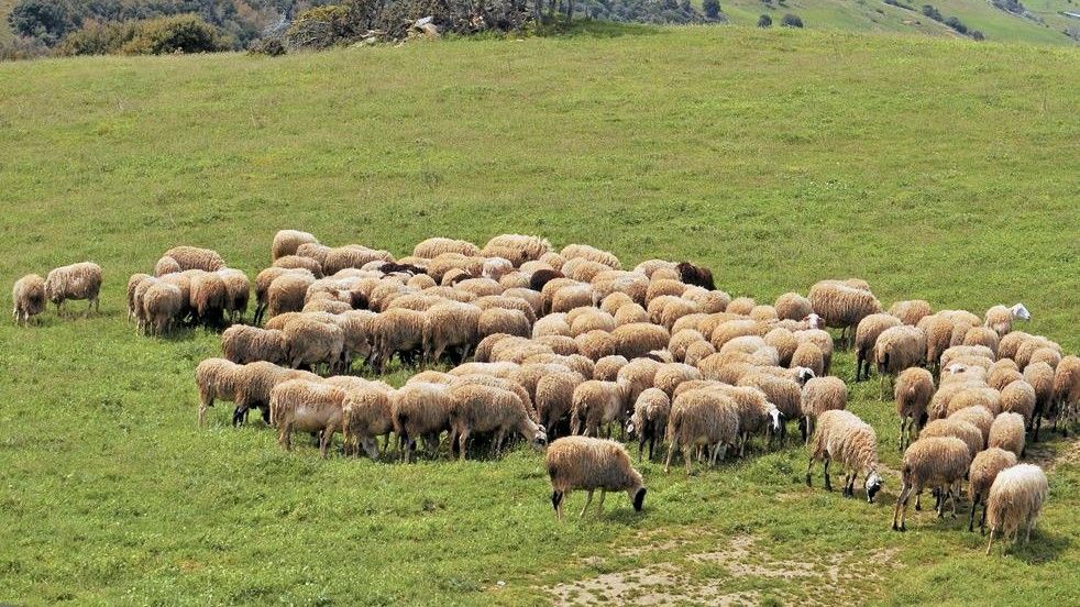 Αποδεκτή από τη Βουλή η αναπομπή για κτηνοτροφικές περιοχές