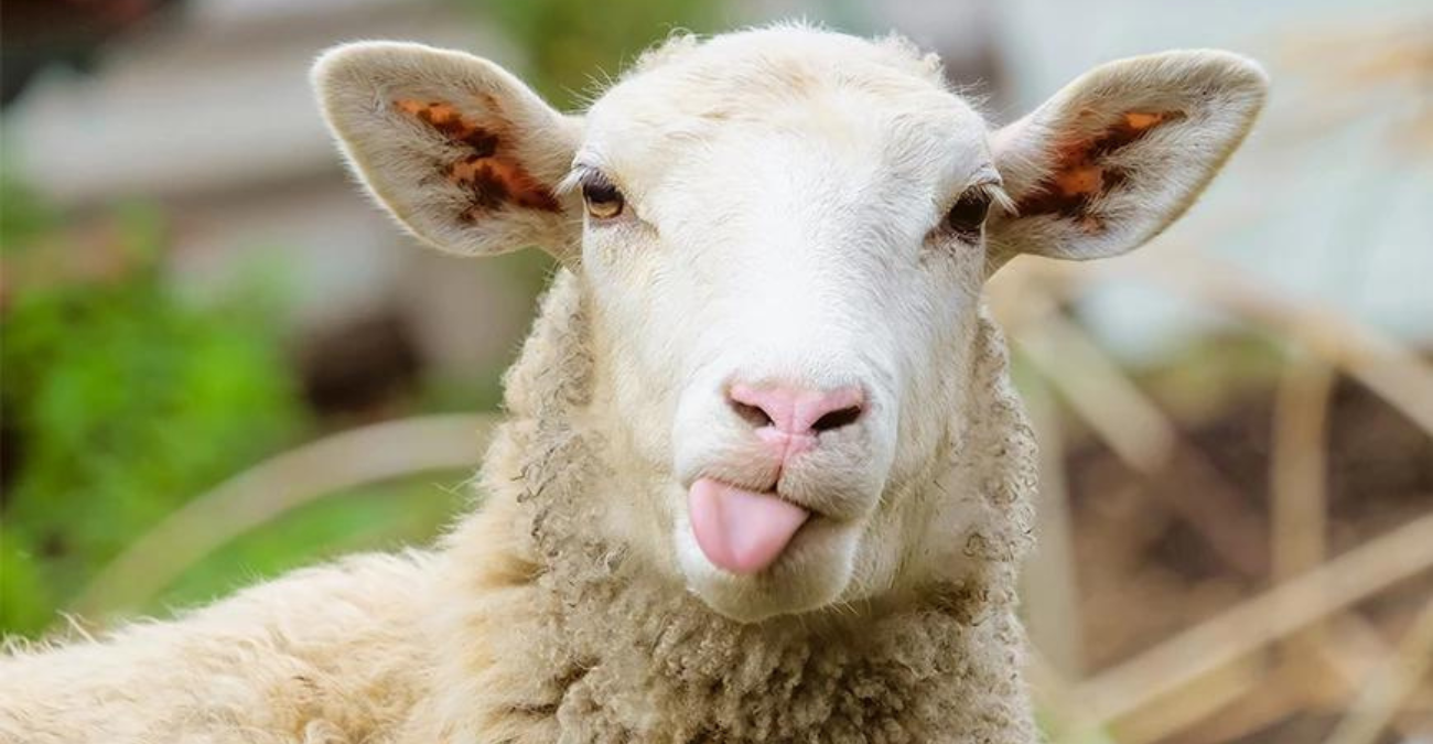 Πρόβατα στη Μαγνησία «εισέβαλαν» σε θερμοκήπιο και έφαγαν 100 κιλά χασίς – Ο βοσκός τα είδε να συμπεριφέρονται παράξενα