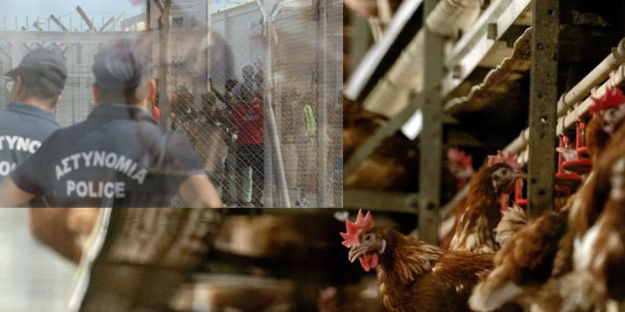 Συναγερμός για αλυσίδες κρουσμάτων - Εργοστάσιο εκτροφής πουλερικών και Πουρνάρα στο στόχαστρο
