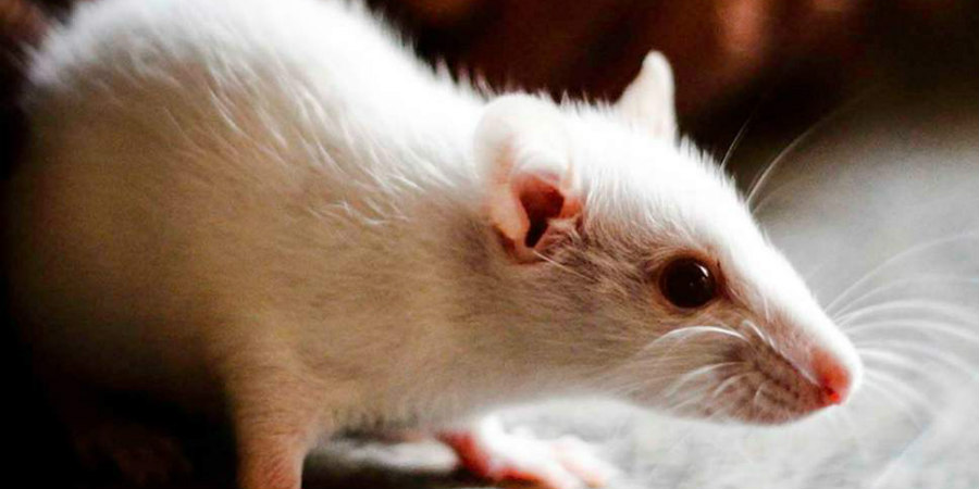 Μεγάλη ανησυχία: Η παραλλαγή Όμικρον μολύνει ποντίκια και αρουραίους