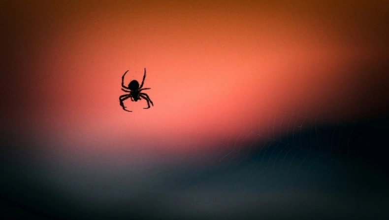 Ο πραγματικός λόγος που δεν πρέπει να σκοτώνετε τις αράχνες στο σπίτι σας - Δείτε βίντεο