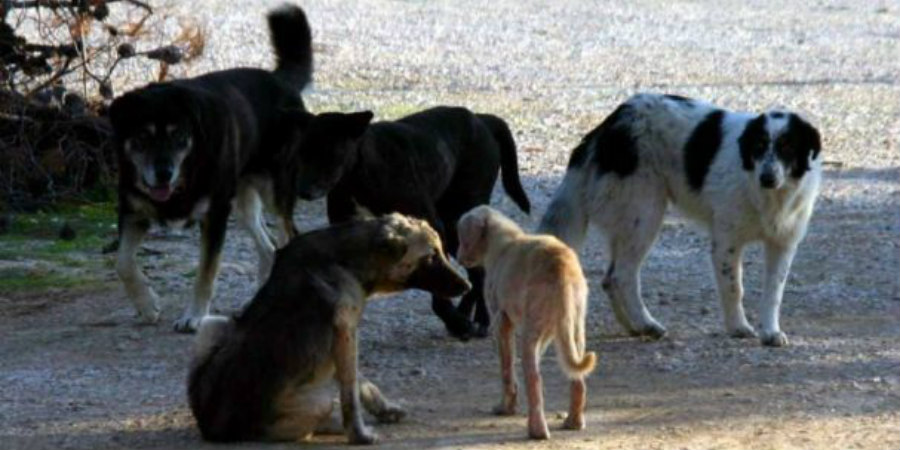 ΛΕΜΕΣΟΣ: Έκλεψαν σκύλους αξίας 69 χιλιάδων ευρώ