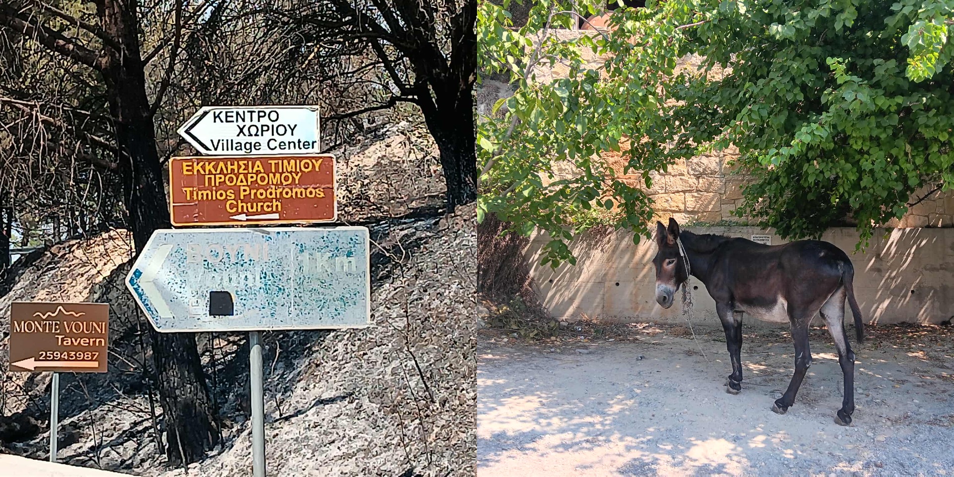 Εικόνες καταστροφής στο Βουνί: Από καμένες ταμπέλες μέχρι παρατημένα ζώα - Δείτε φωτογραφίες