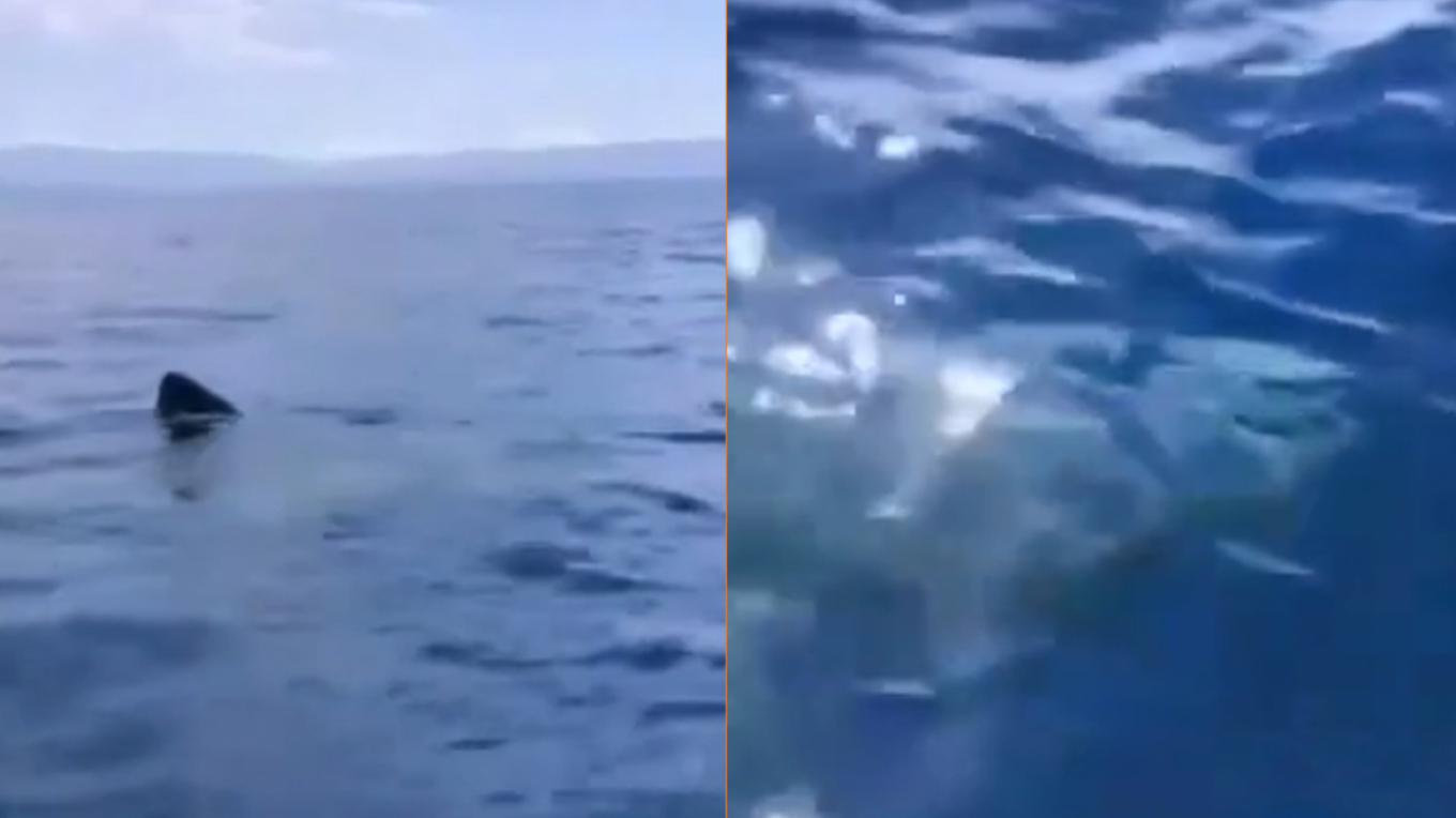  Ψαράδες στην Ελλάδα είχαν για παρέα καρχαρία 5-6 μέτρων