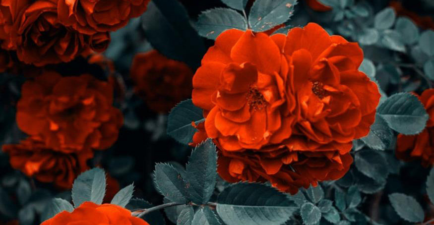 Εορτολόγιο: Ποιοι γιορτάζουν σήμερα, Πέμπτη 25 Δεκεμβρίου - Μεγάλη γιορτή 