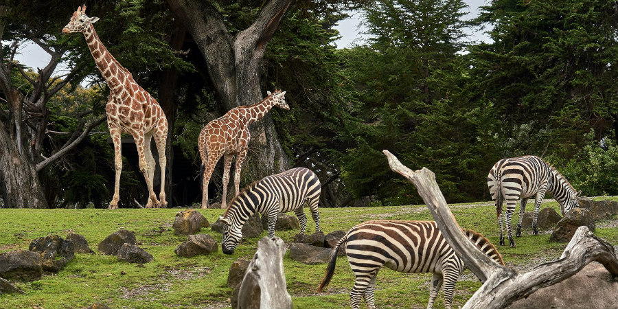 Ζωολογικός κήπος εμβολιάζει ζώα κατά του κορωνοϊού