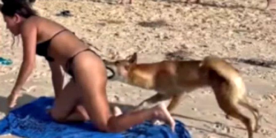 Άγριο ζώο στην Αυστραλία δάγκωσε λουόμενη σε παραλία στα οπίσθια - «Μην τρέχετε» (Βίντεο)