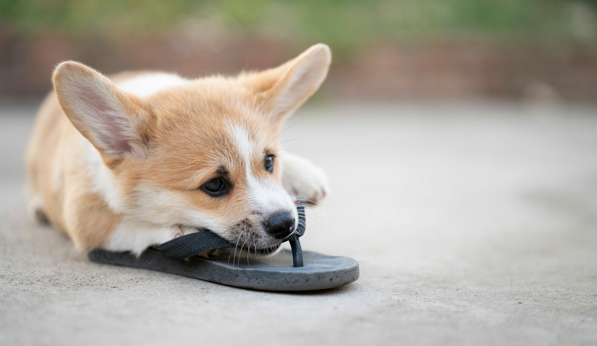 Πώς θα σταματήσετε ένα κουτάβι να μασάει τα πάντα μέσα στο σπίτι