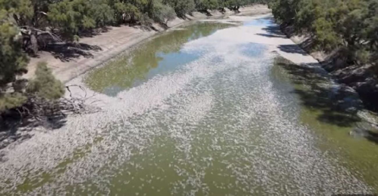 Αυστραλία: Εκατομμύρια νεκρά ψάρια σε ποταμό - Πού οφείλεται - Δείτε βίντεο