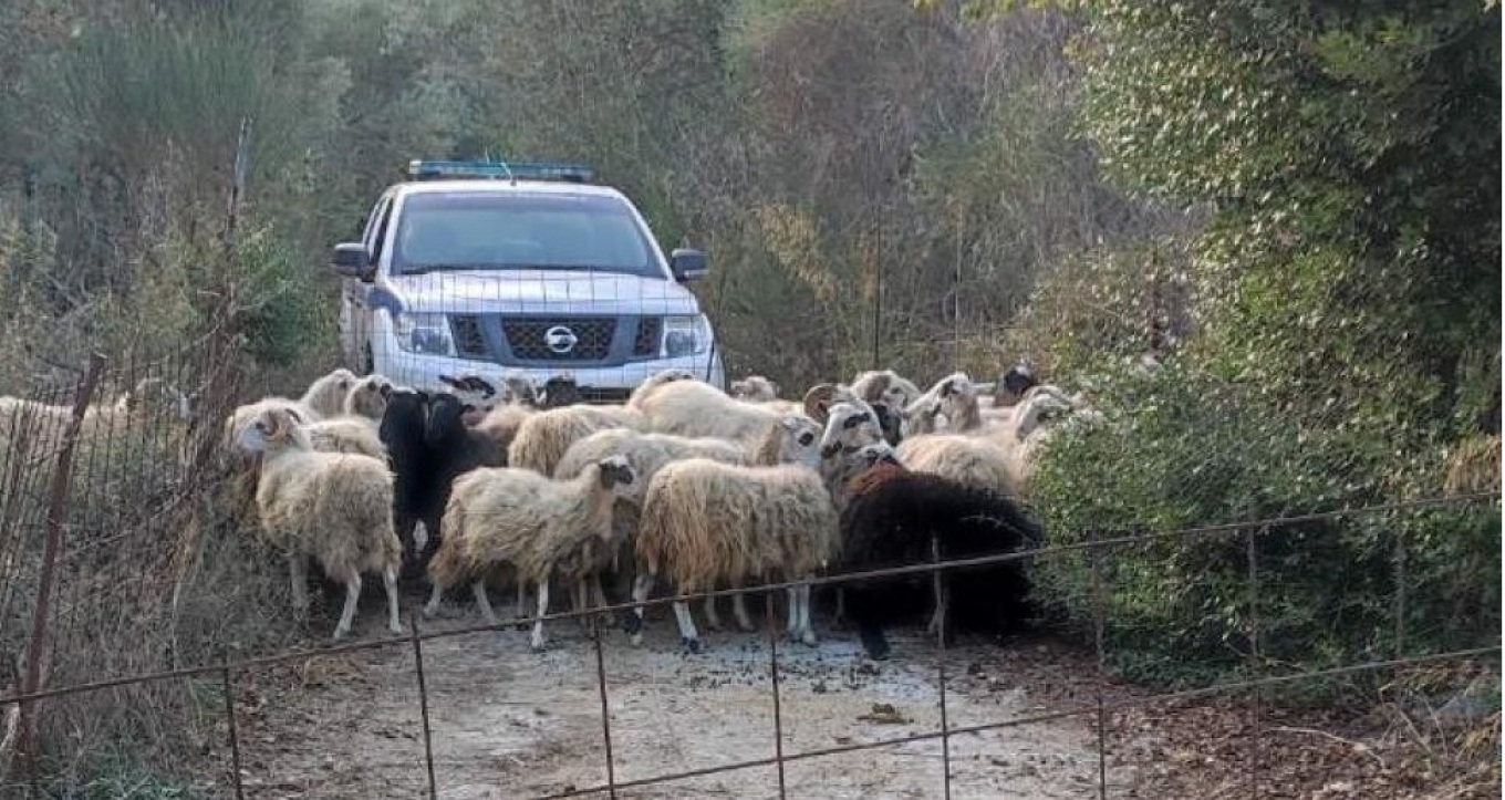 Χανιά: Κατασχέθηκαν αδέσποτα... πρόβατα που κατέστρεφαν καλλιέργειες