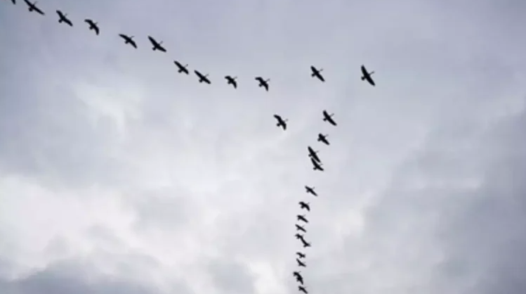 VIDEO: Ετοιμοπόλεμα μέχρι και τα πουλιά – Σε σχηματισμό και… φουλ επανδρωμένα