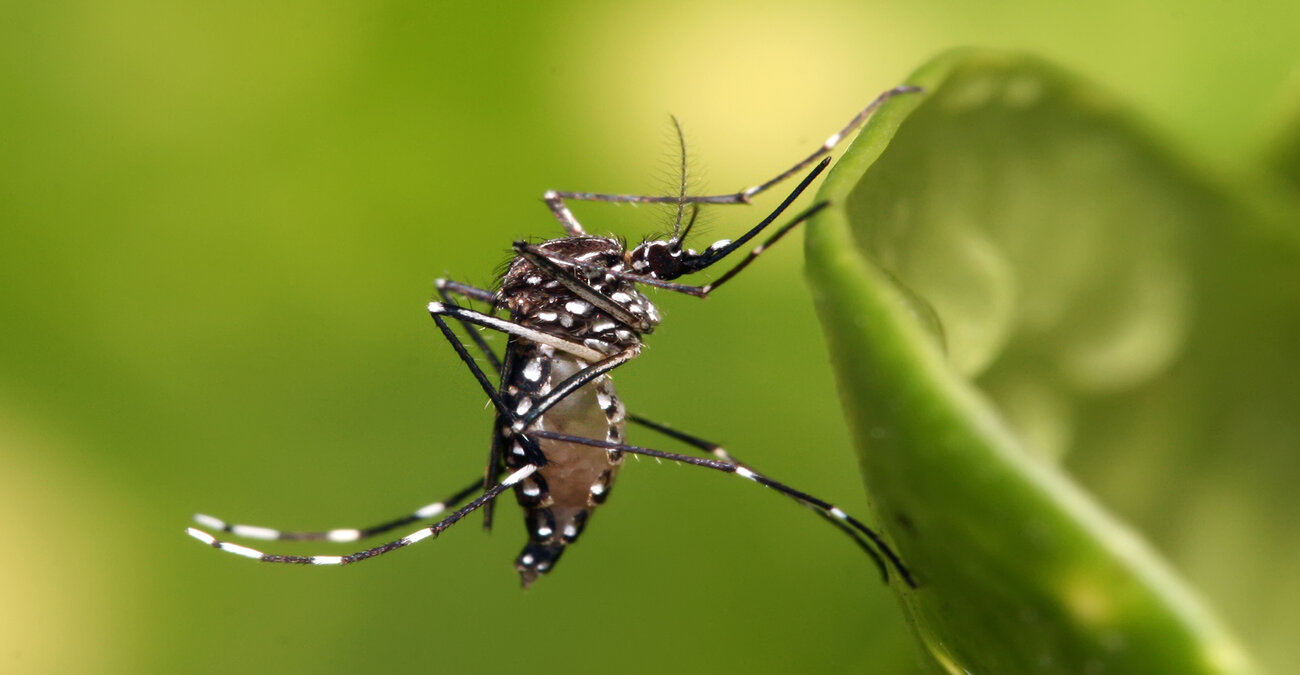 Ξεκινά πρόγραμμα για καταπολέμηση των εισβλητικών κουνουπιών η Λάρνακα 