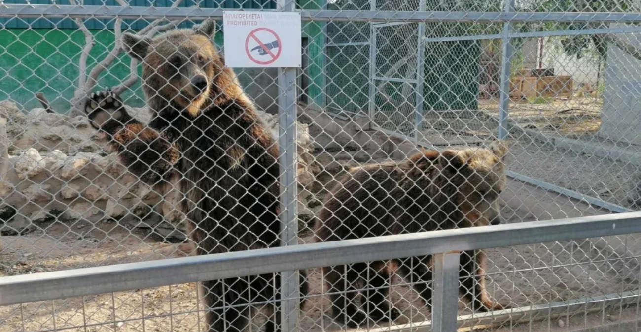 Melios Zoo: Διάψευση ισχυρισμών Διευθυντή Κτηνιατρικών Υπηρεσιών για δήλωση ζώων