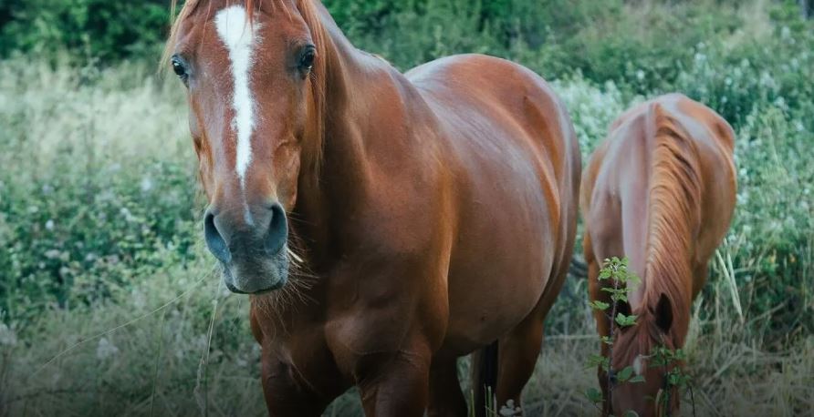 Τραγικό: Άλογο εντοπίστηκε υποσιτισμένο και σε άθλια κατάσταση - Διερευνά η Αστυνομία - Δείτε φωτογραφίες