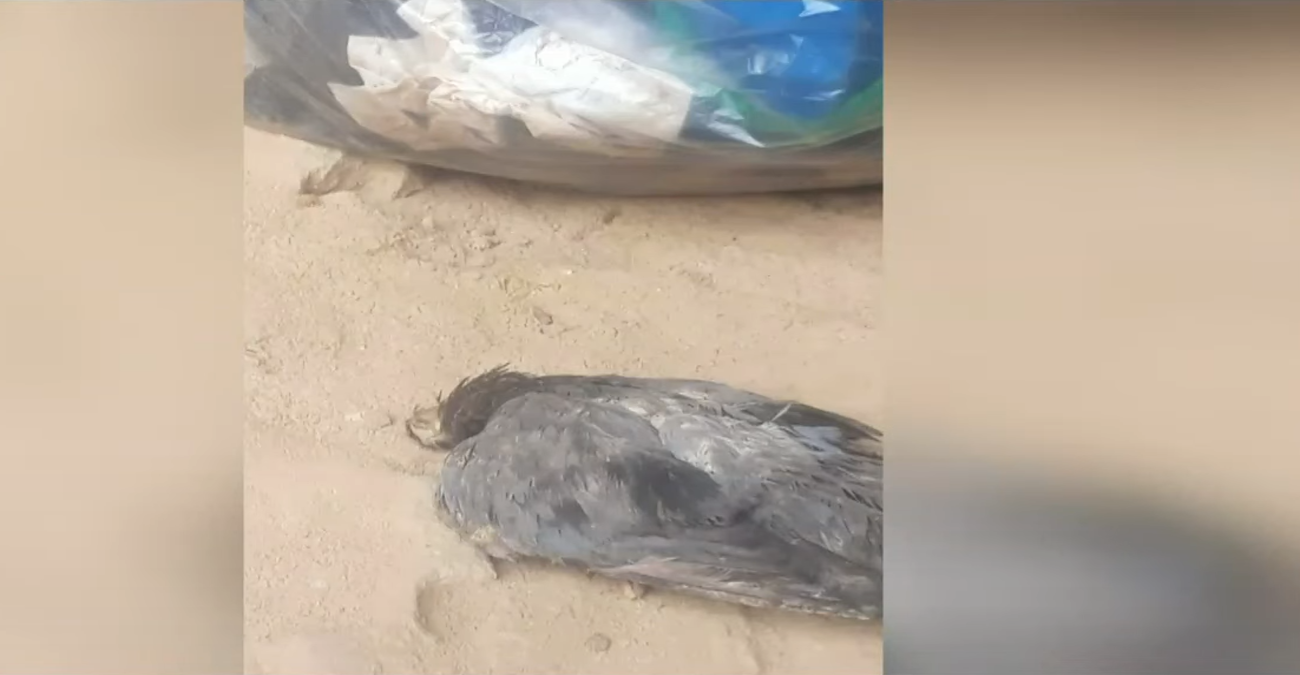 Αποτροπιαστικές εικόνες: Πετούν από σκουπίδια μέχρι και νεκρά πουλιά σε αρχαιολογικούς χώρους - Δείτε βίντεο