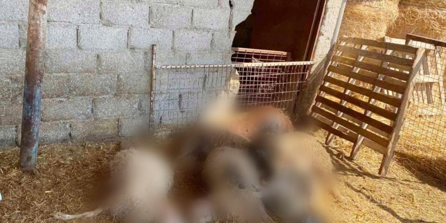 Σε απόγνωση οικογένεια κτηνοτρόφων - Συγκλονιστικές εικόνες από τα τραυματισμένα πρόβατα τους