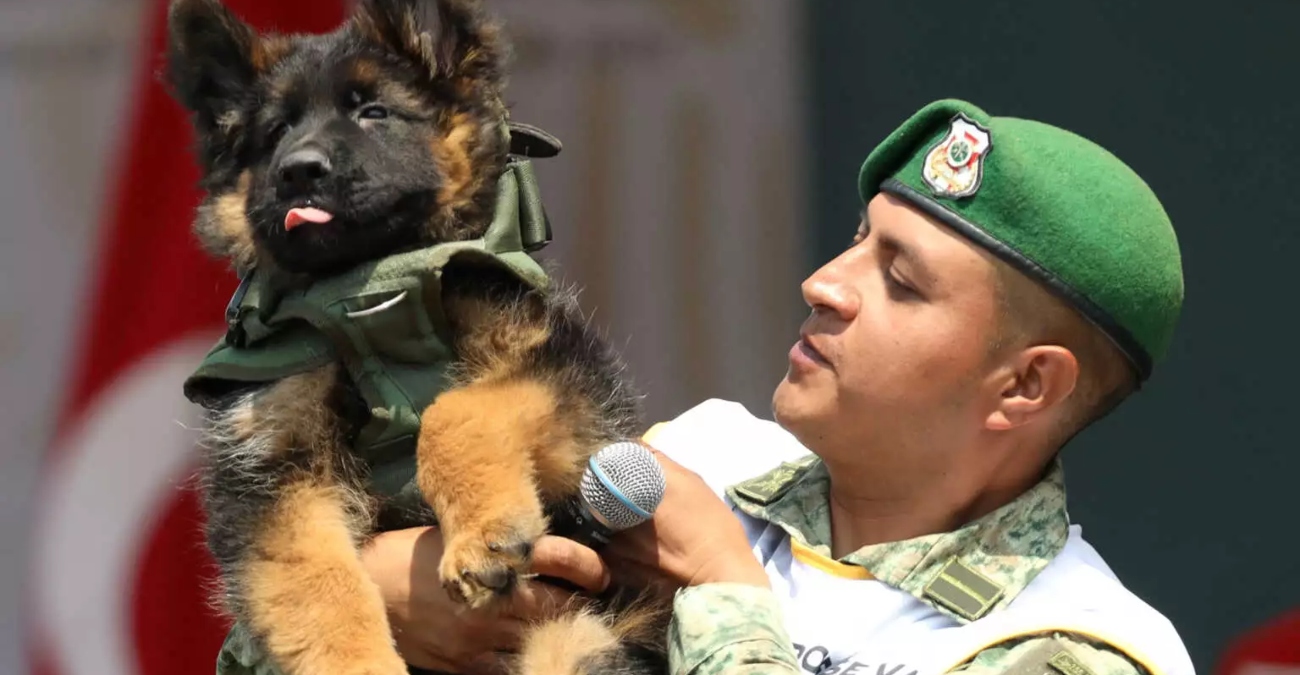 Η Τουρκία χάρισε αξιαγάπητο κουτάβι στο Μεξικό μετά το θάνατο εκπαιδευμένου σκύλου στα συντρίμμια του σεισμού - Βίντεο