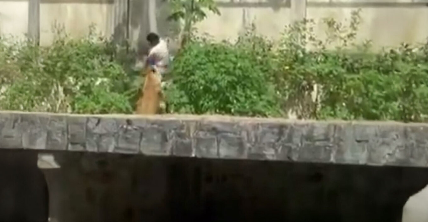 Τραγικός θάνατος για 19χρονο στη Βραζιλία: Μπήκε σε κλουβί ζωολογικού κήπου με λιοντάρια και τον κατασπάραξαν - Δείτε βίντεο