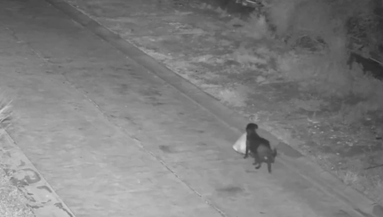 VIDEO: Απίστευτο περιστατικό - Εκπαίδευσε τον σκύλο του να... πετάει παράνομα τα σκουπίδια - Πώς αποκάλυψαν την «πονηρή» απάτη